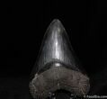 Awesome / Inch Megalodon Tooth - Serrated #63-2